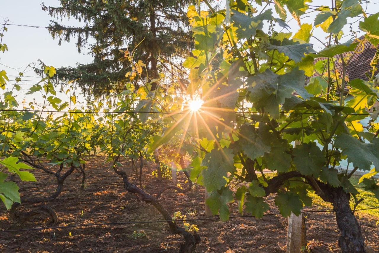 Village Wine House Mandicevac Exteriér fotografie