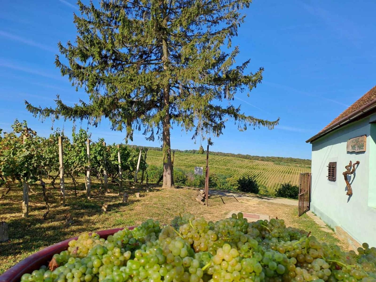 Village Wine House Mandicevac Exteriér fotografie